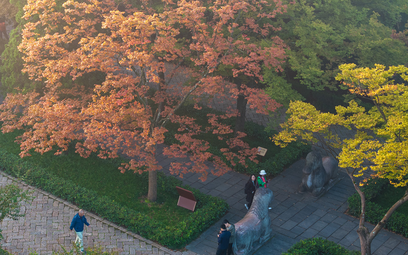 南京東郊“最美600米”上線 如夢(mèng)如幻美不勝收